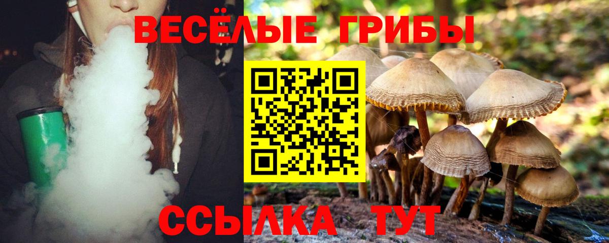 Псилоцибиновые грибы Psilocybe Ачинск